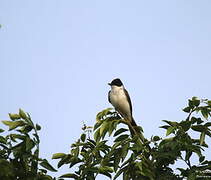 Fork-tailed Flycatcher