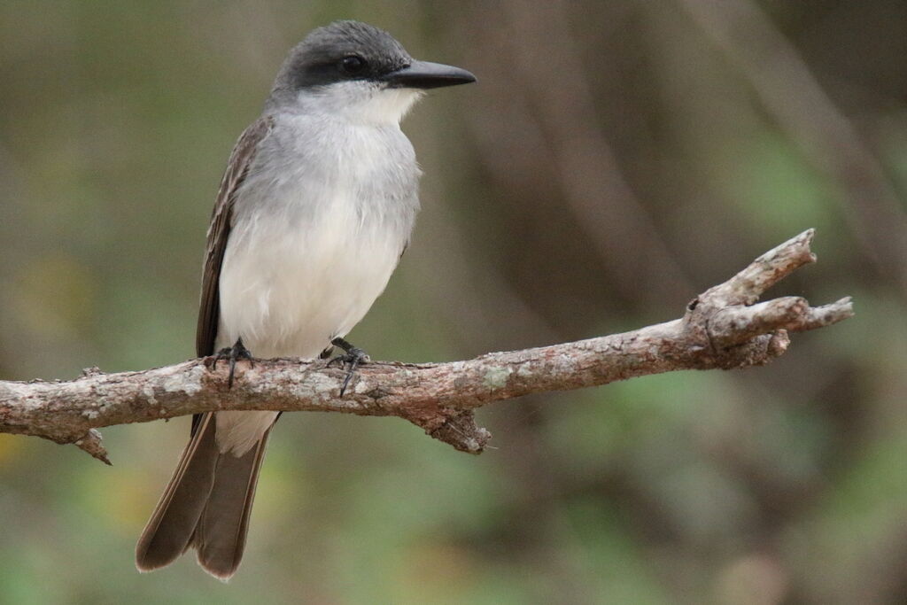 Grey Kingbird