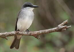 Grey Kingbird