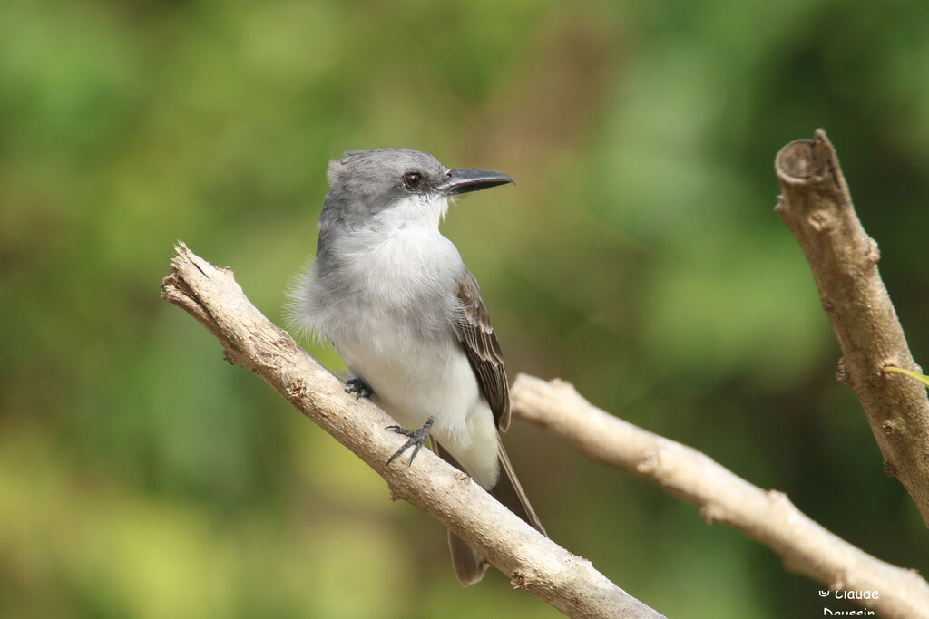 Grey Kingbird