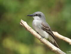 Grey Kingbird