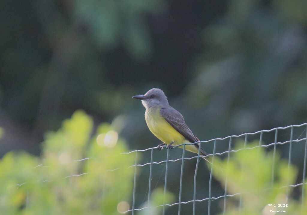 Tropical Kingbird