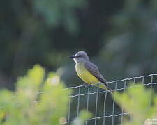 Tropical Kingbird