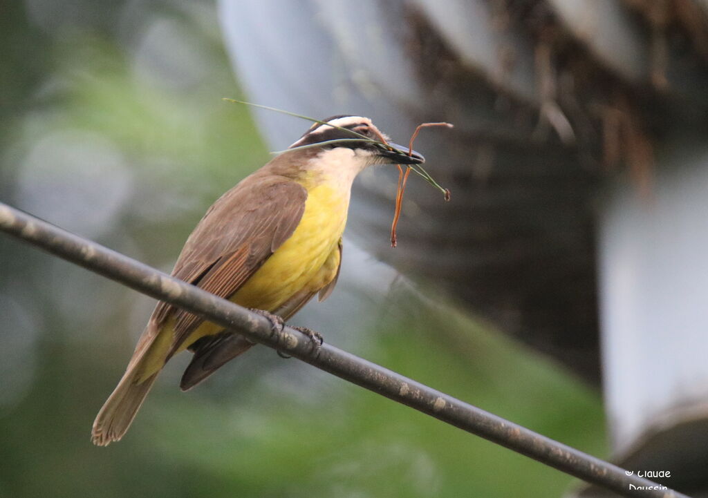 Boat-billed Flycatcheradult