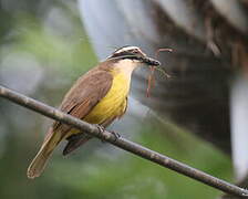 Boat-billed Flycatcher