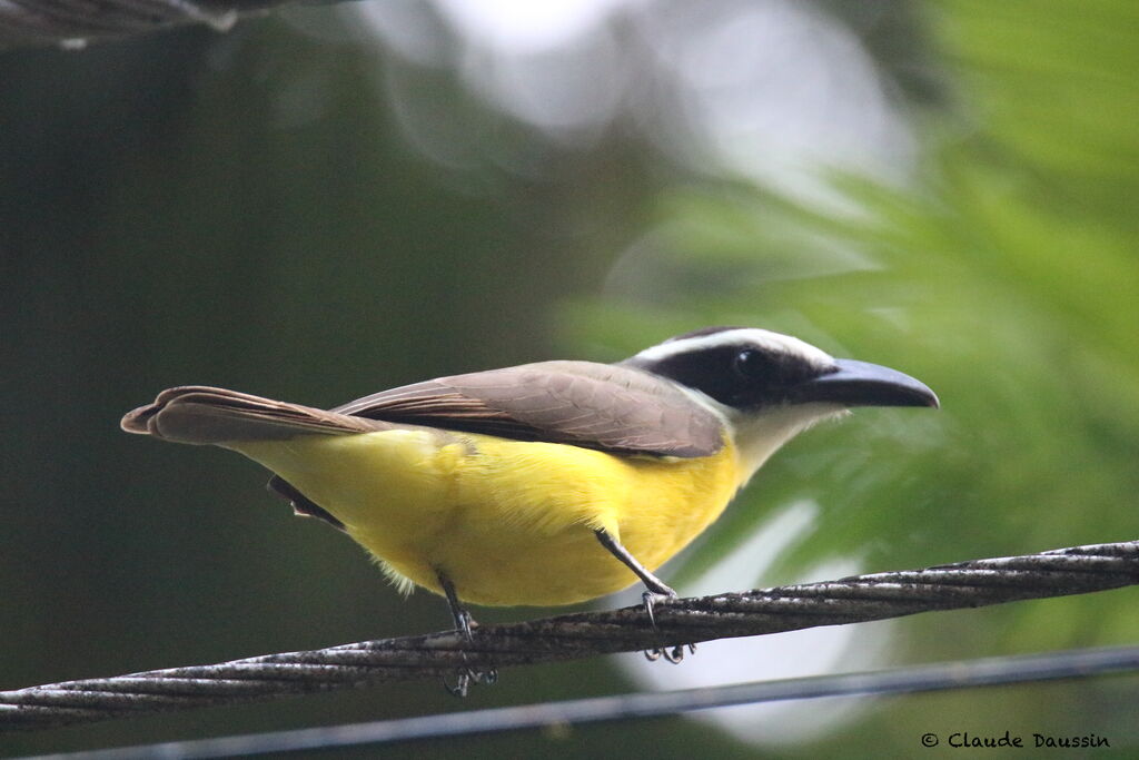 Boat-billed Flycatcher