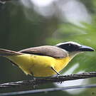 Tyran pitangua