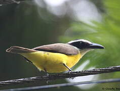 Boat-billed Flycatcher