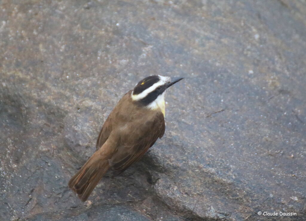 Great Kiskadee