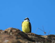 Great Kiskadee