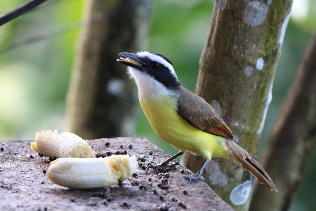 Great Kiskadee male adult, eats