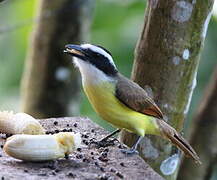 Great Kiskadee