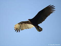 Turkey Vulture