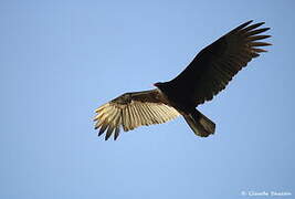 Turkey Vulture