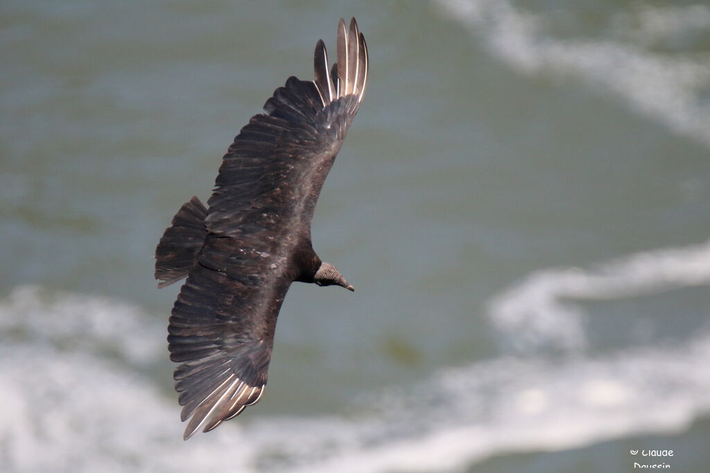 Black Vulture