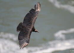 Black Vulture