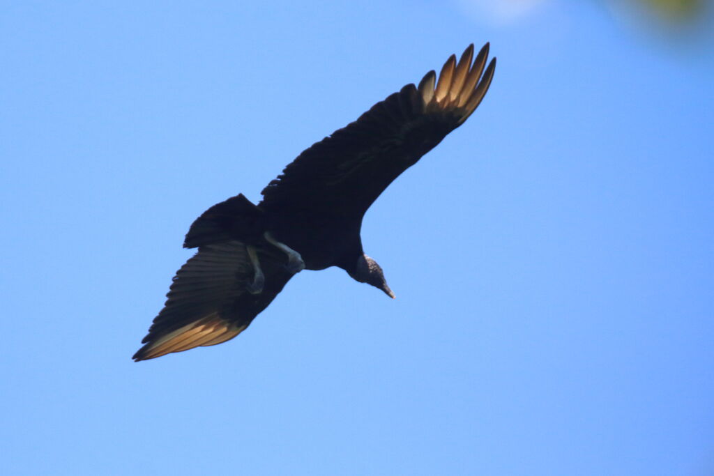 Black Vulture