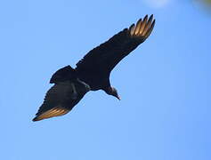 Black Vulture