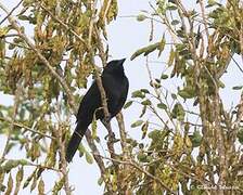 Bronzed Cowbird