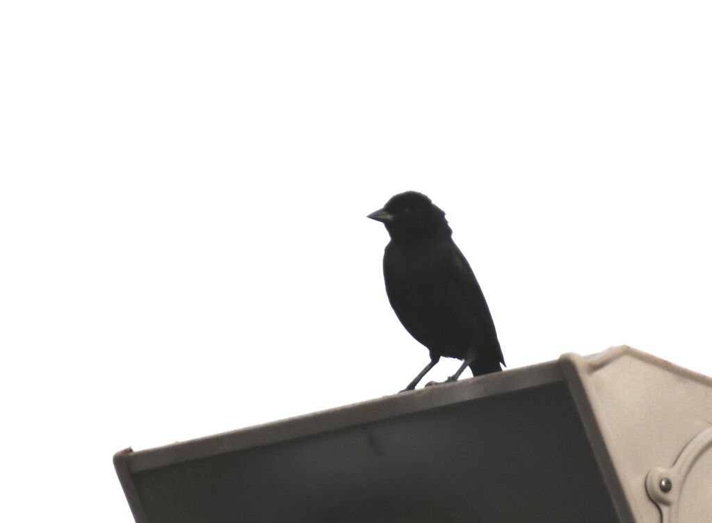 Shiny Cowbird