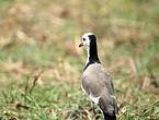 Vanneau à ailes blanches