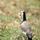 Vanneau à ailes blanches