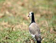 Long-toed Lapwing