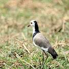 Vanneau à ailes blanches