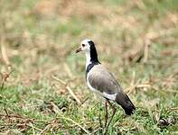 Vanneau à ailes blanches