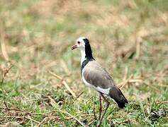 Vanneau à ailes blanches