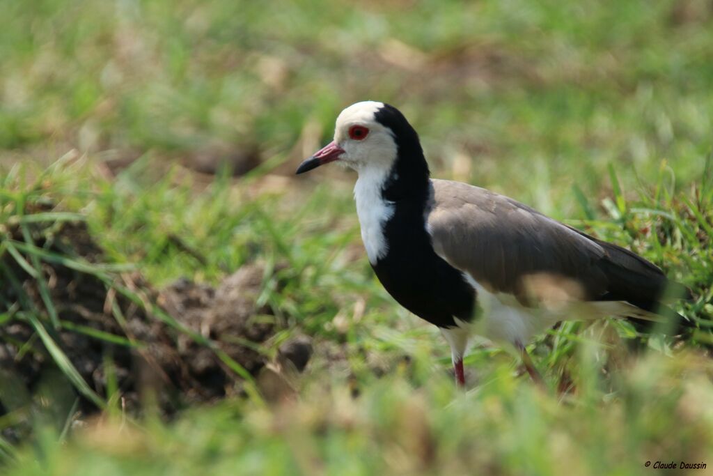 Long-toed Lapwing