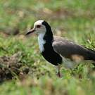 Vanneau à ailes blanches