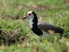 Long-toed Lapwing