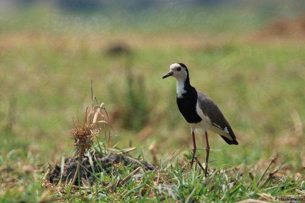 Long-toed Lapwing