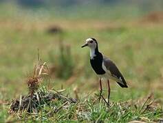 Long-toed Lapwing