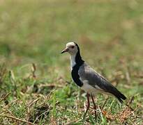 Vanneau à ailes blanches