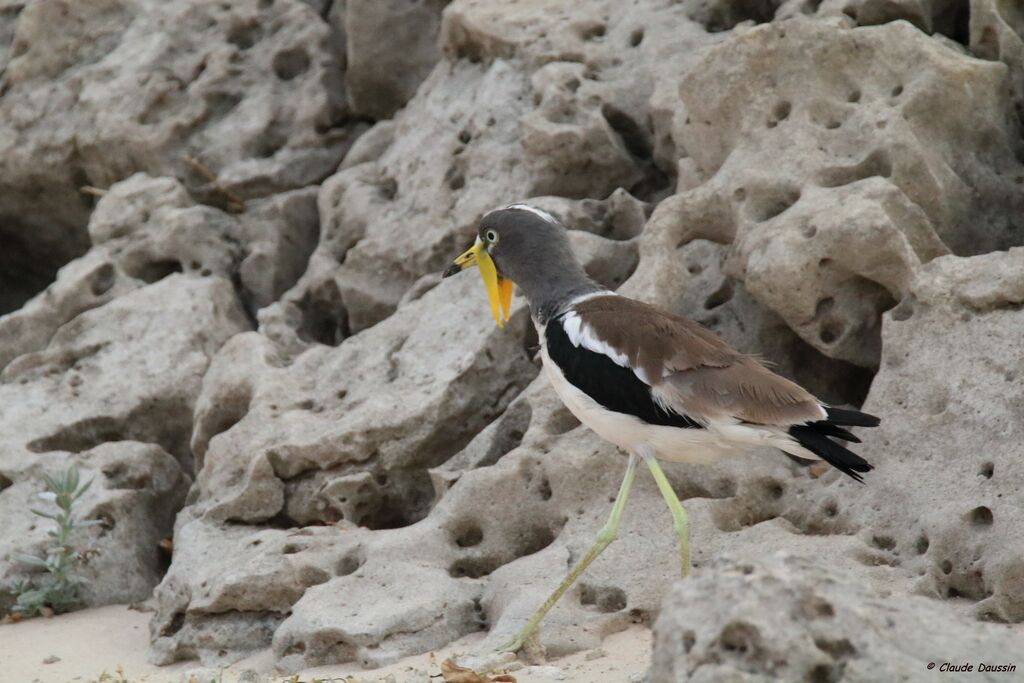 White-crowned Lapwing