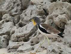 White-crowned Lapwing