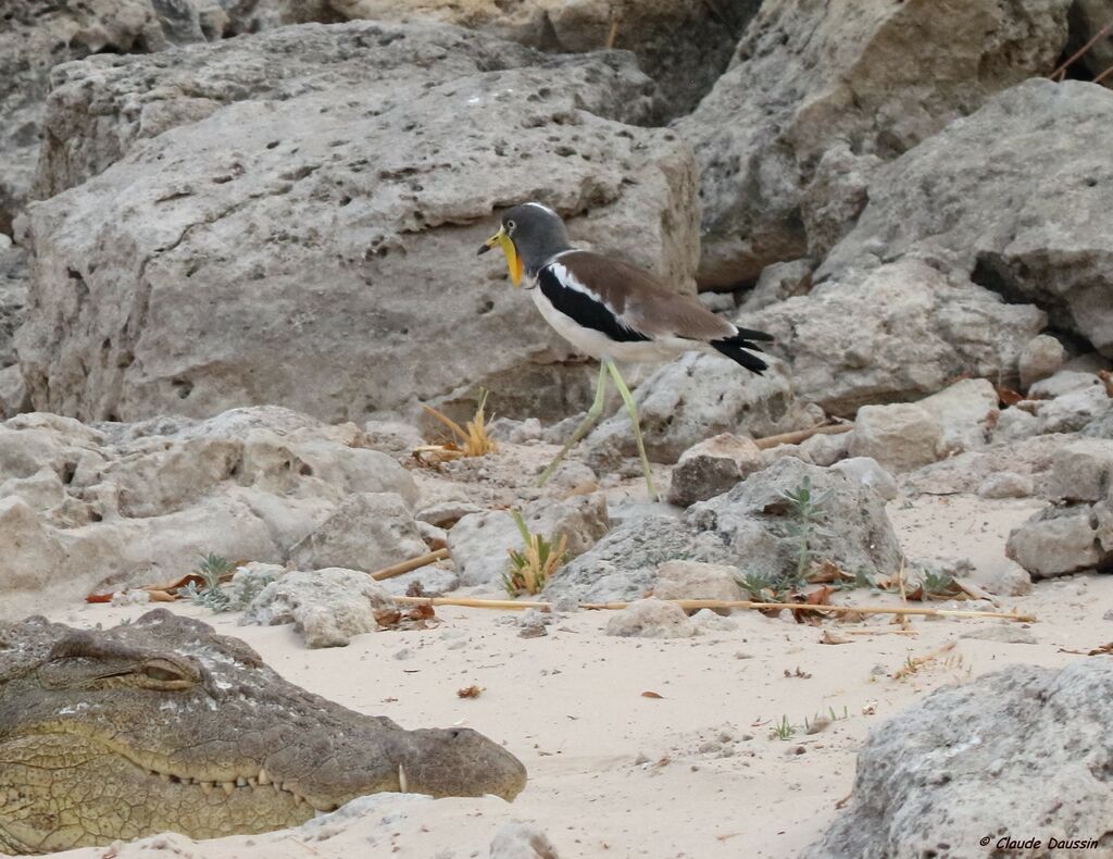 White-crowned Lapwing