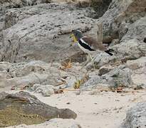 White-crowned Lapwing