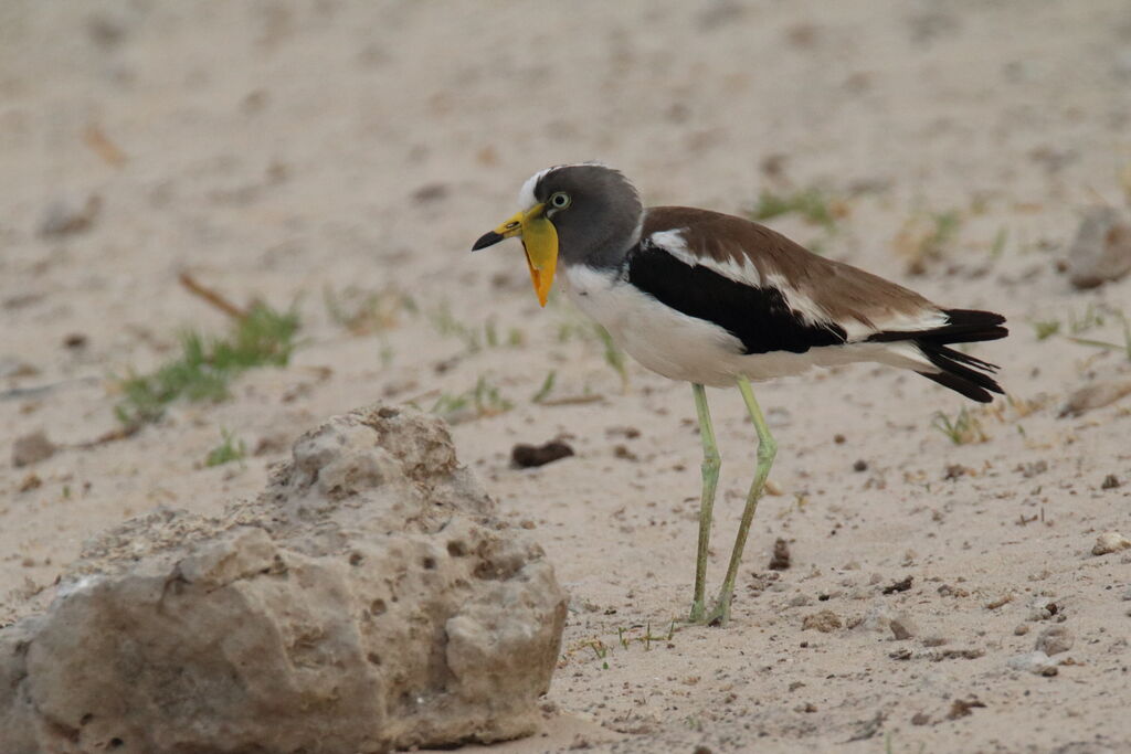 White-crowned Lapwing