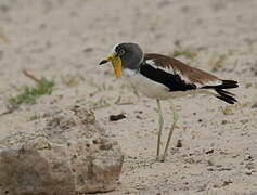 White-crowned Lapwing