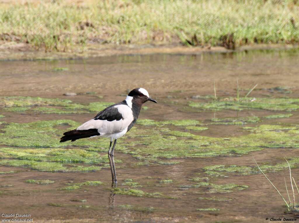 Blacksmith Lapwingadult, habitat