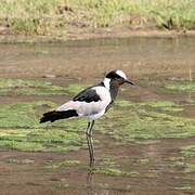 Blacksmith Lapwing