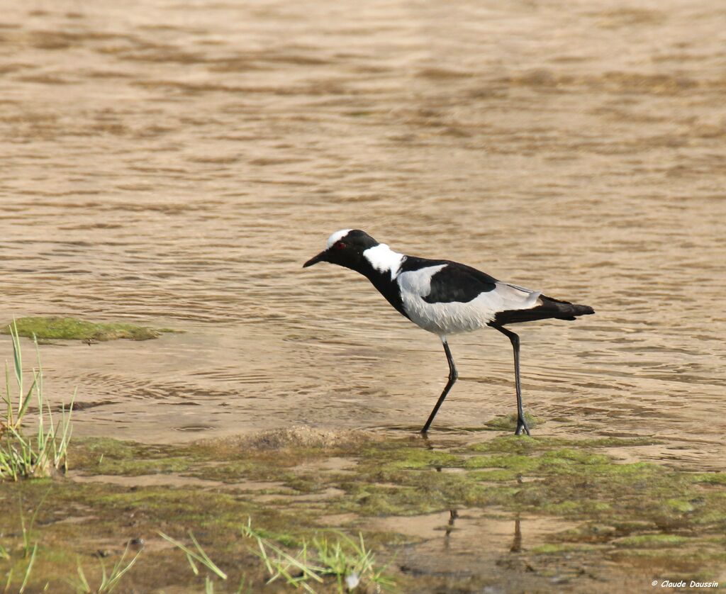 Blacksmith Lapwing