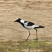 Blacksmith Lapwing