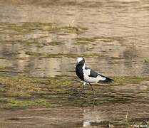 Blacksmith Lapwing