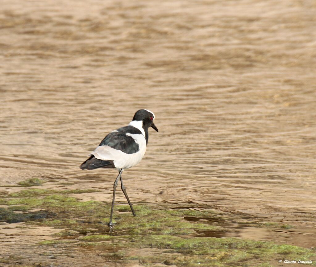 Blacksmith Lapwing