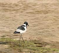 Blacksmith Lapwing