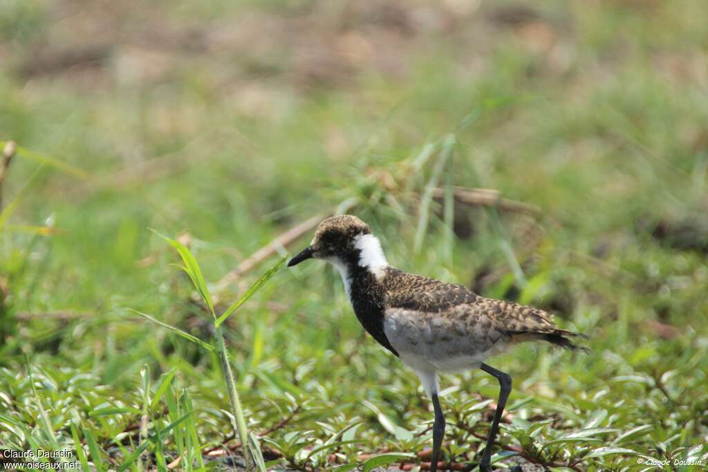 Blacksmith Lapwingjuvenile, identification